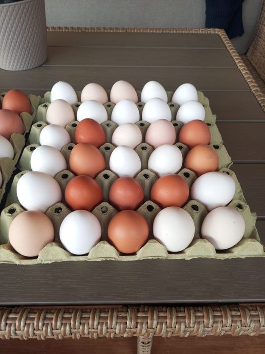 Oua proaspete, gaini