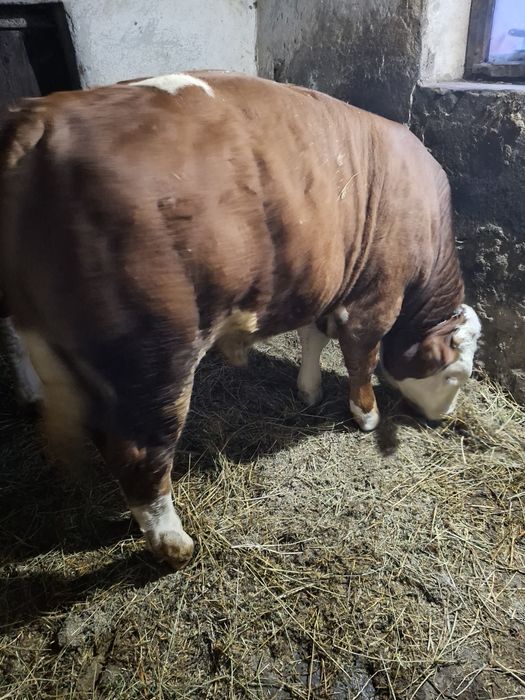 Vînd tăuraș de 400 kg ân județul Sibiu comuna Șeica Mare .