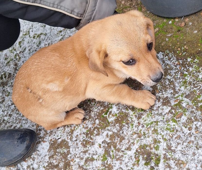 Donez cățeluși, vârstă 2 luni jumate