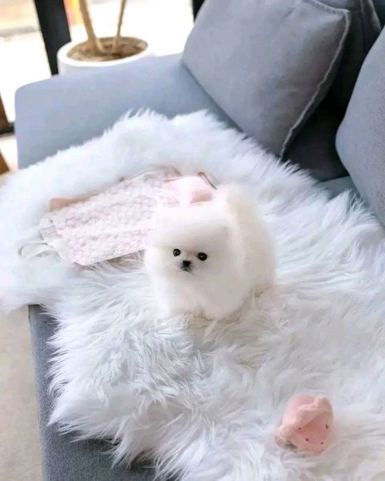 Pomeranian mini toy