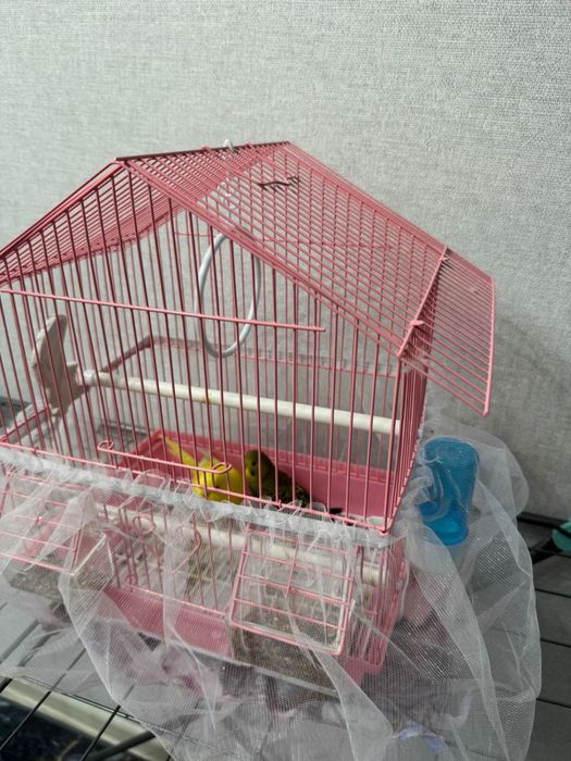 Попугай мальчик и девочка