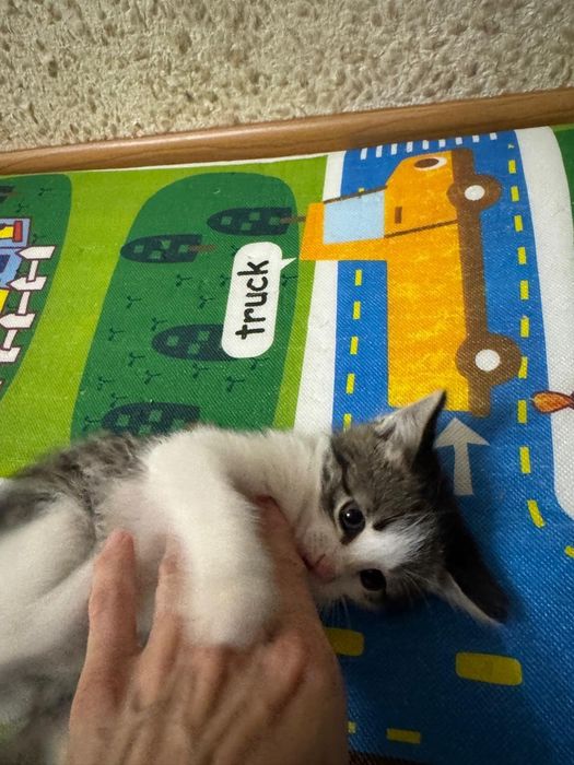 Котёнок в добрые руки, отдадим
