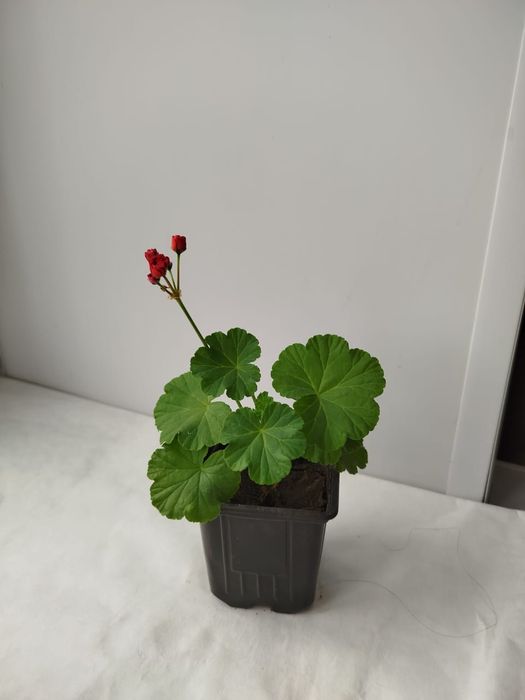 Продам. Цветы герань