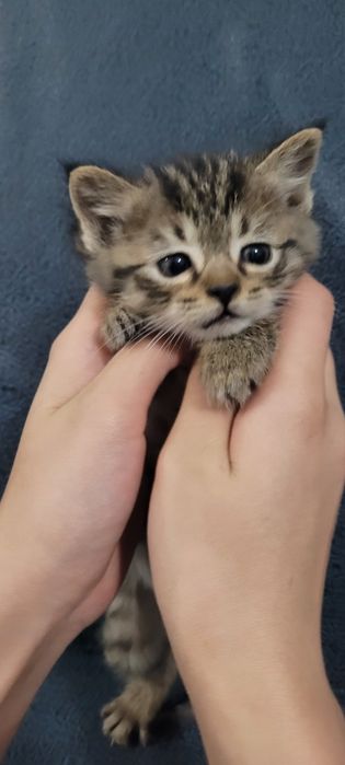 Очаровательный котёнок ищет хозяев