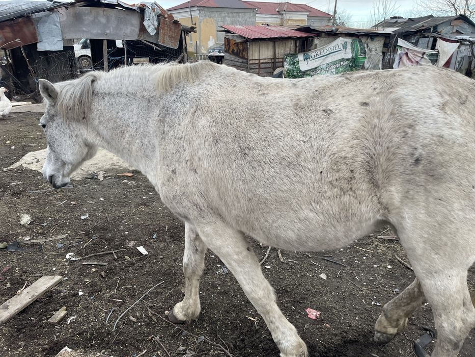 Vand iapa buna de ham bun de caruta sati faci treaba cu ea
