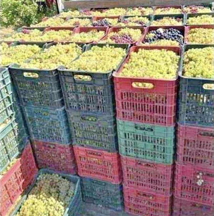 Struguri de vin