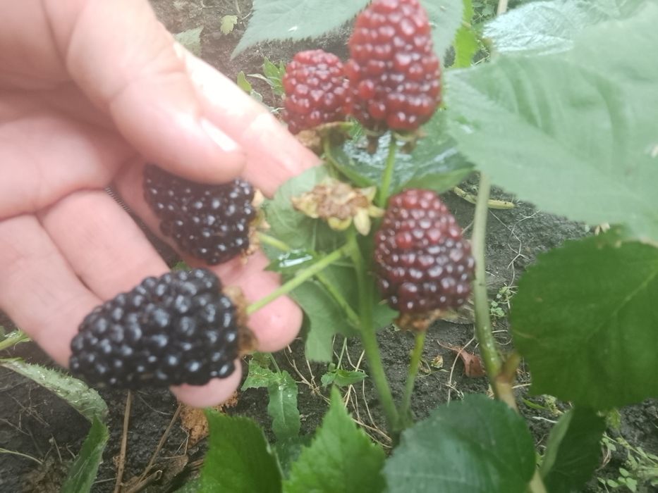 Продам сортовую Ежевику