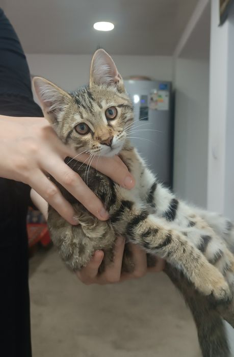 Отдам котёнок в хорошие руки