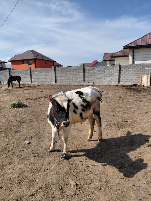 Сиыр тана бузау сатам