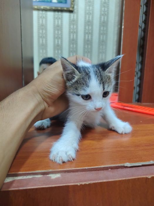 Хорошие котята..