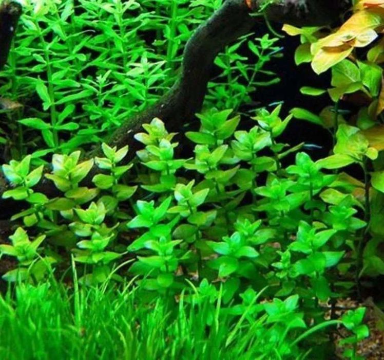 Растения в аквариум.