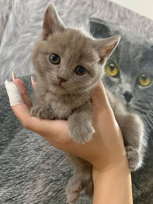 Продаются котята скоттиш фолд и скоттиш страйт