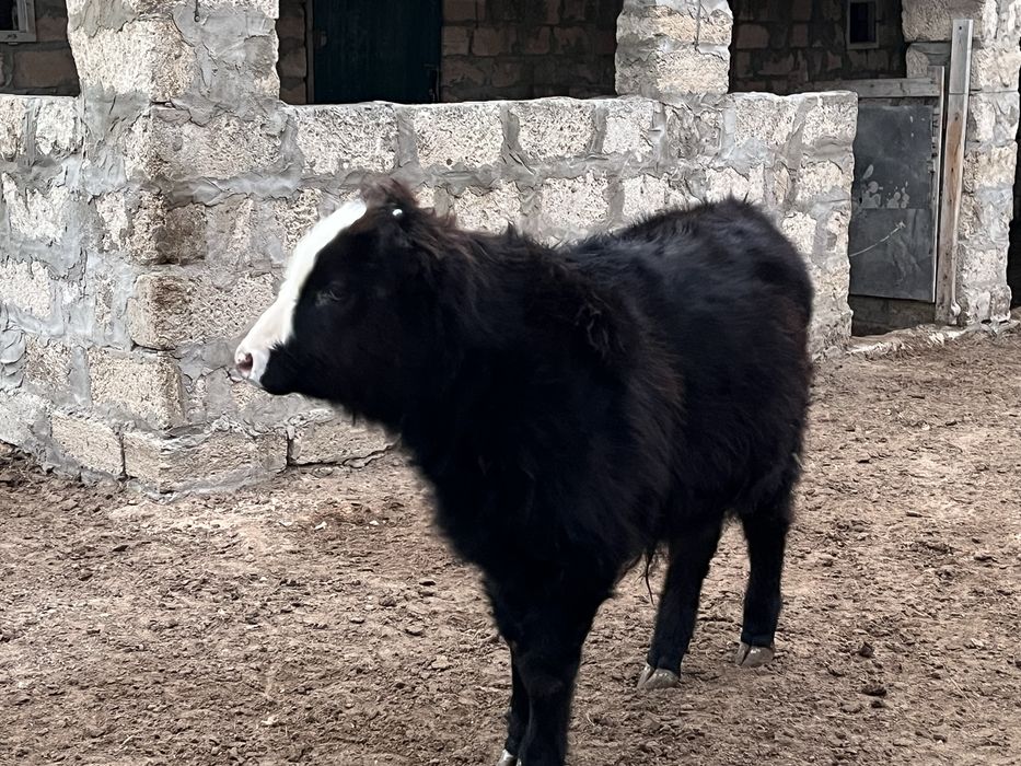 Баспақ сатылады жемде еміп тұрған