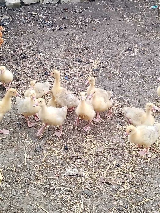 Продам двухдневных утят, гусят