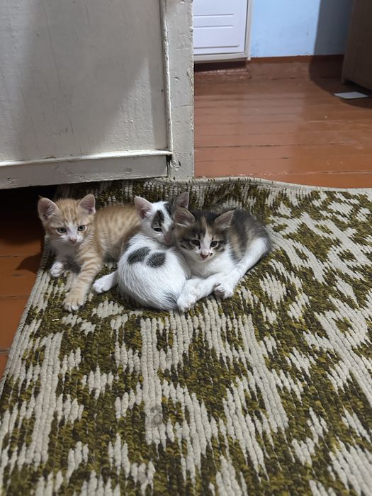 Котята в добрые руки