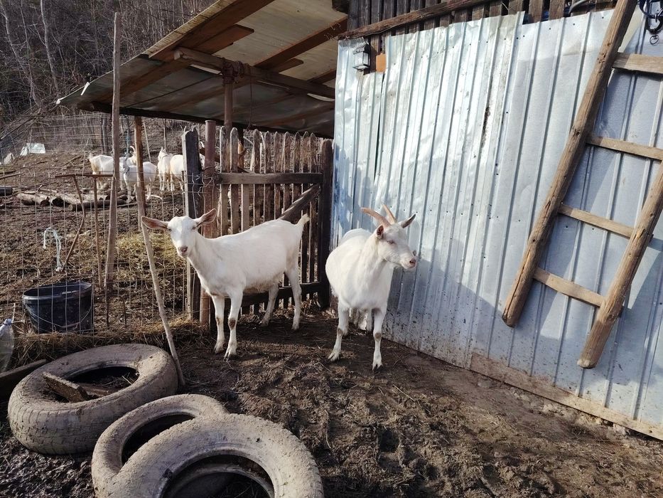 De vânzare capre/iede Saanen