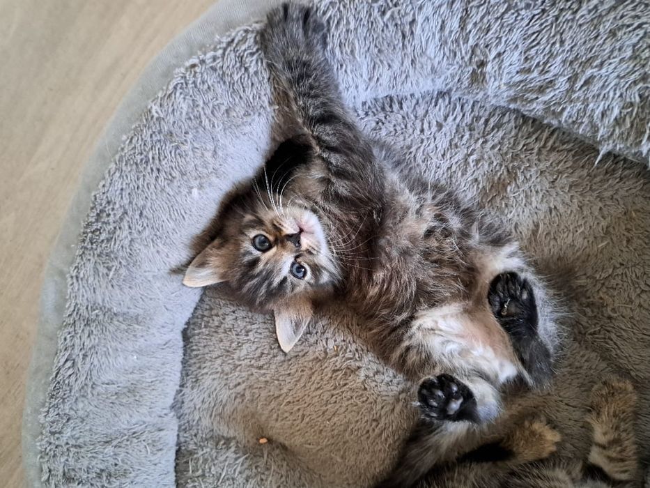 Котята ,возраст 2 месяца