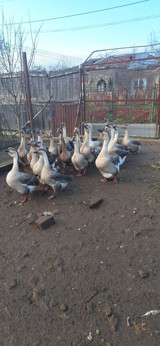 Gâscani de vânzare
