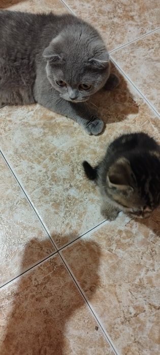 Британски късокосмести котенца