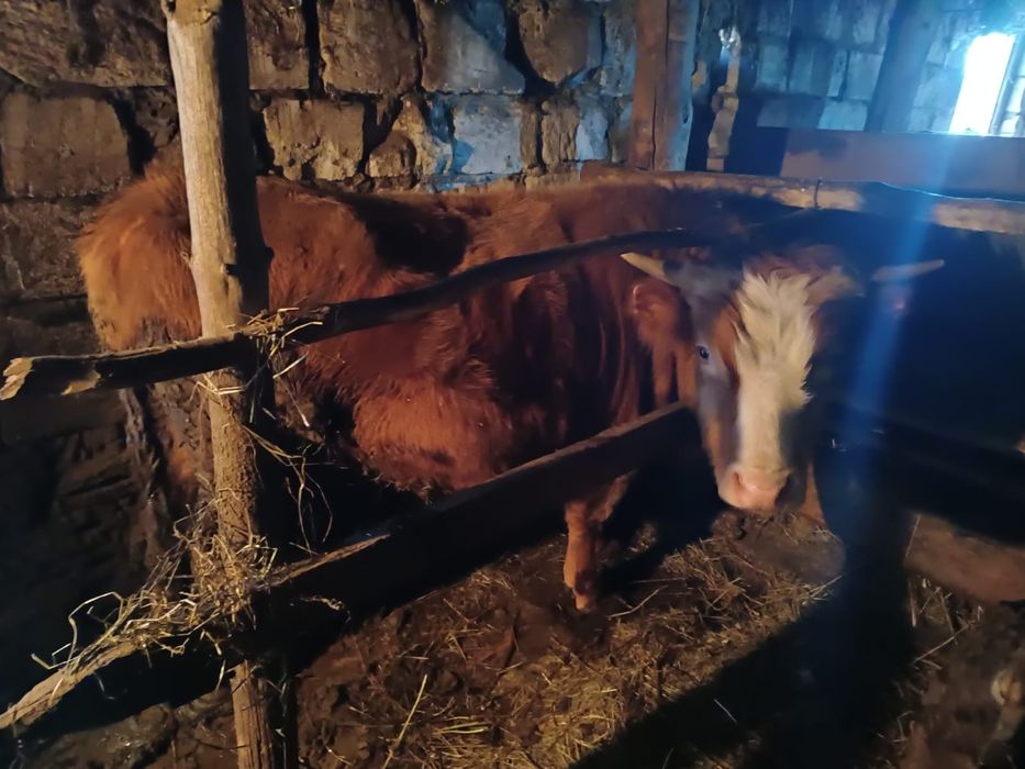 Продам быков не кострированые