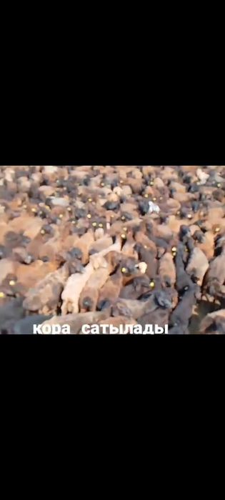 қора сатылады 280млн