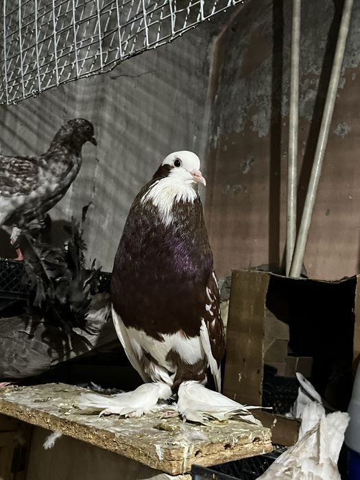 Голубь дутыш (самец)