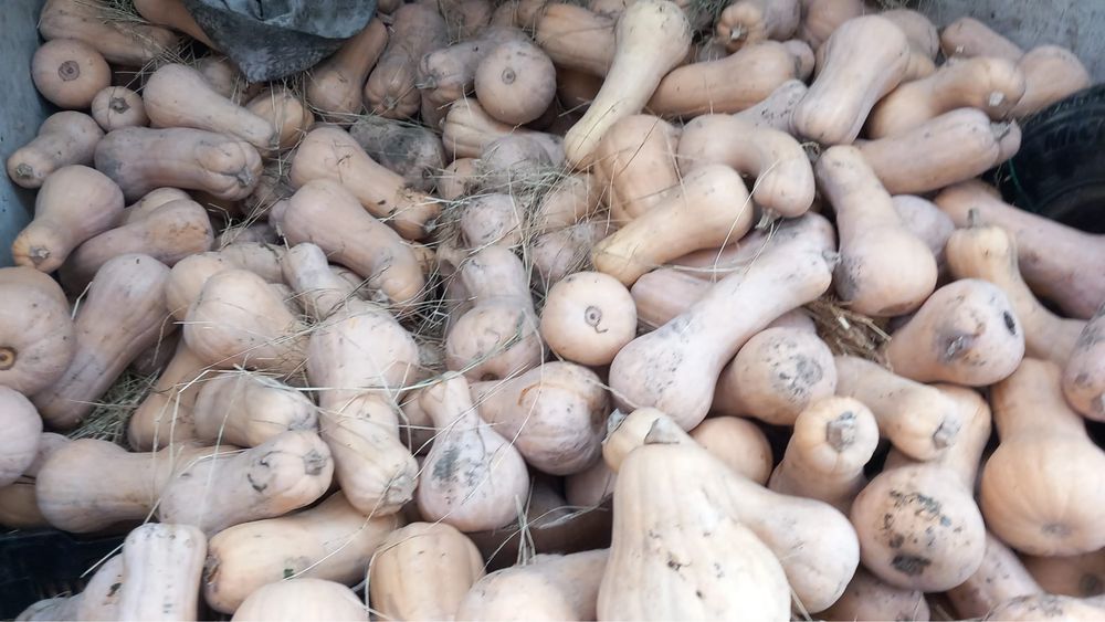 Dovleac placintar de vanzare