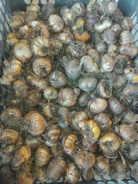 Гладиолус               .