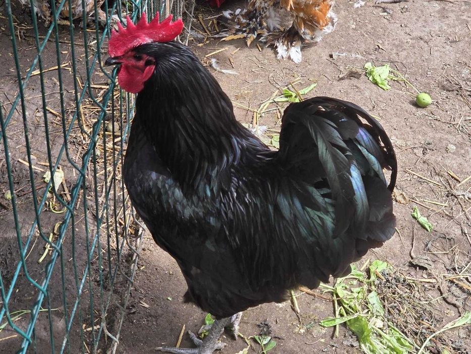 Cocosi de vanzare : Rasa Austrolop, Matase Japoneza , Araucana