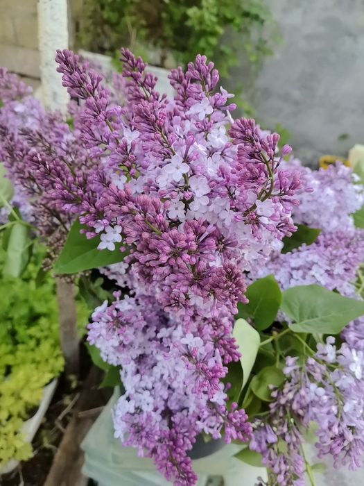 Продаються ветки Сирени