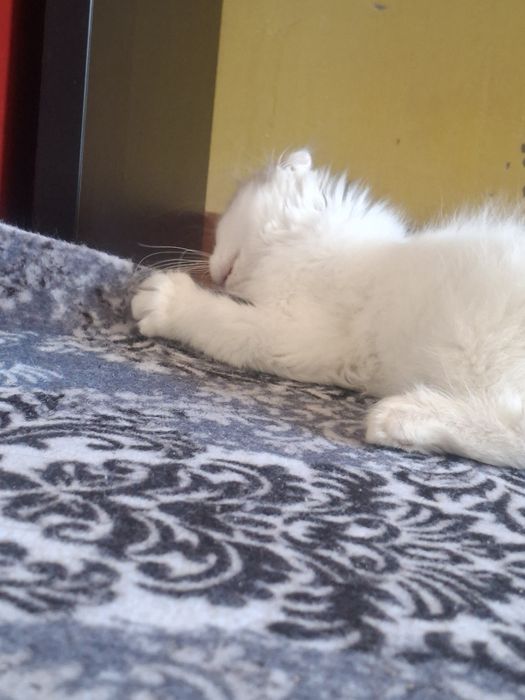 Продаётся котёнок