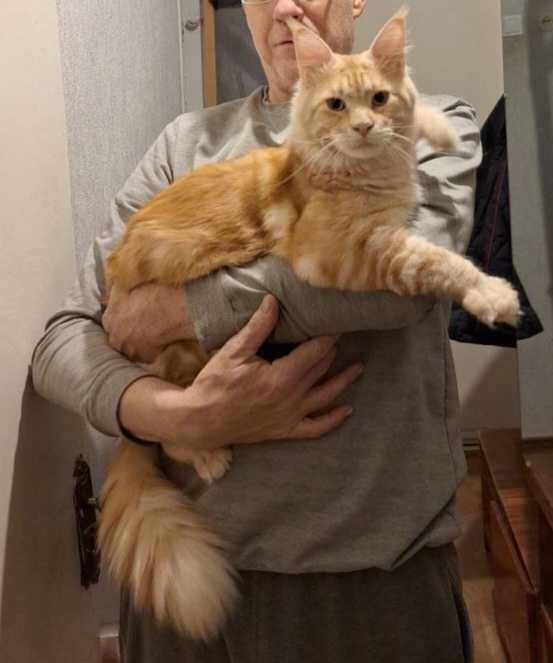 Кот Мейн-кун. Вязка.