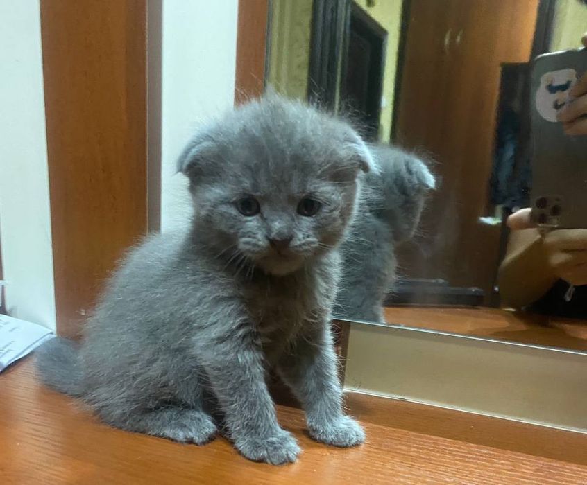 Котята 3 шт. Шотландская веслоухая кошка, котята. Правильная вязка. Об