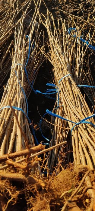 Puieți de plop energetic