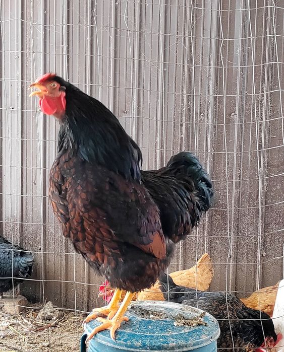 Cocoș Wyandotte negru-rosu