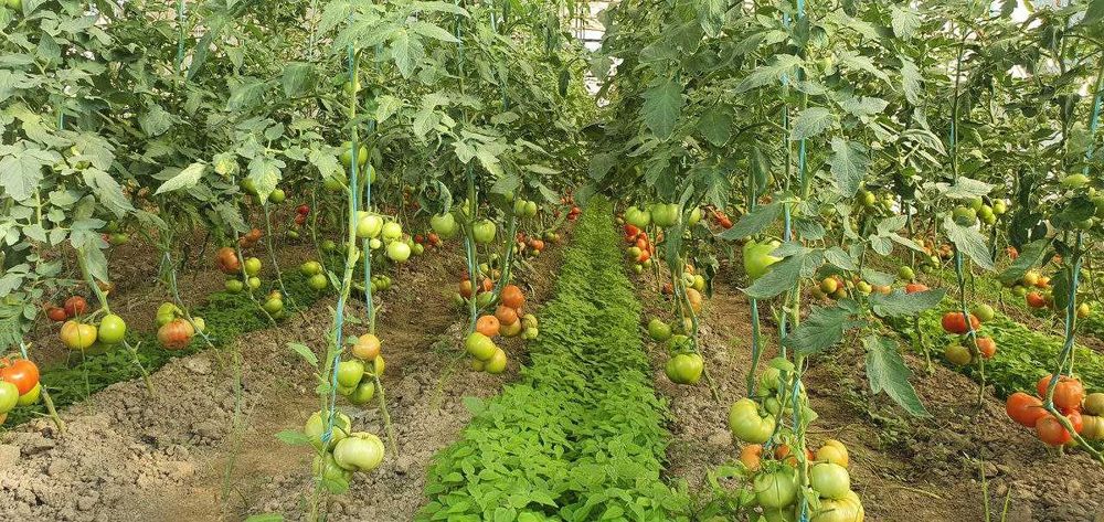 Помидори Бодринг