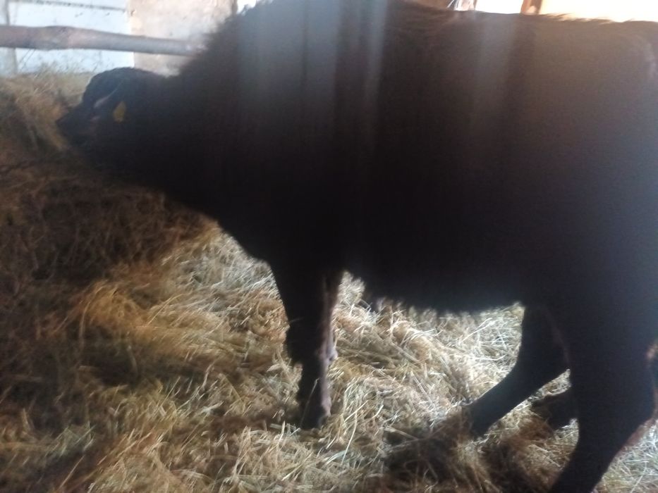 Vind 2 juninci de bivol afata 7-8luni și o juninca afata 4 luni cu 7