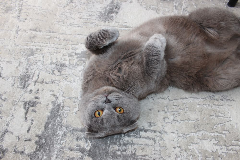 Британский вислоухий кот