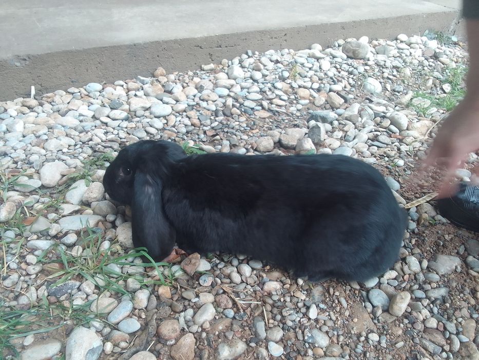 Кролик самка ургашы