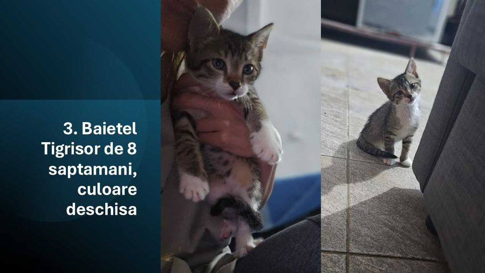Donez pui de pisica -cautăm familii iubitoare!