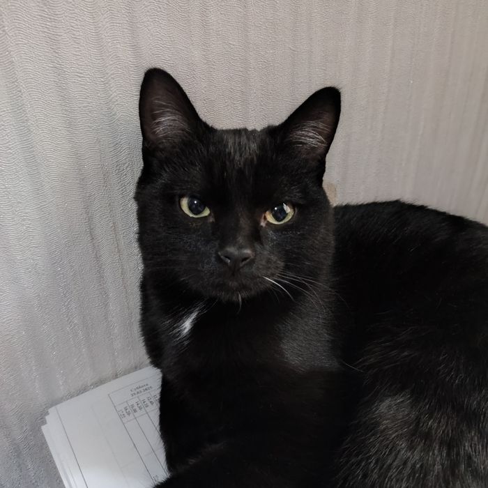 Заберите самого лучшего котика