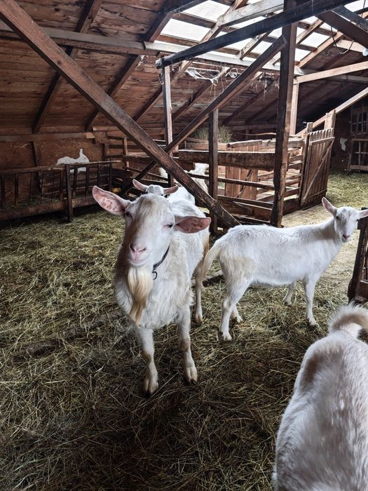 Vând 4 iede(capre) saanen și un țap