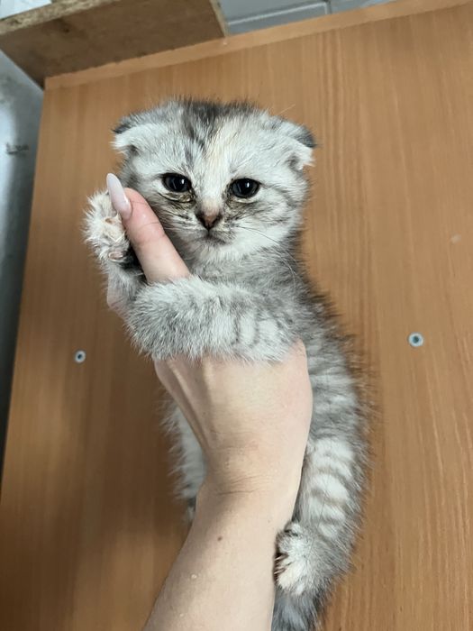Котята в добрые руки!