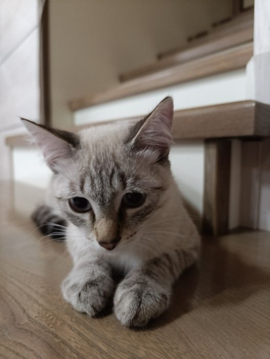 Котенок подросток(кот)