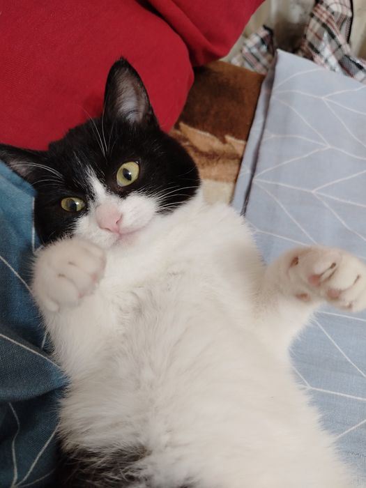 Отдам черно-белую кошку
