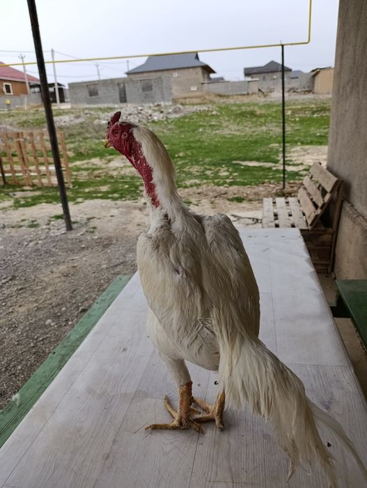 Продам китайца кровь отличный