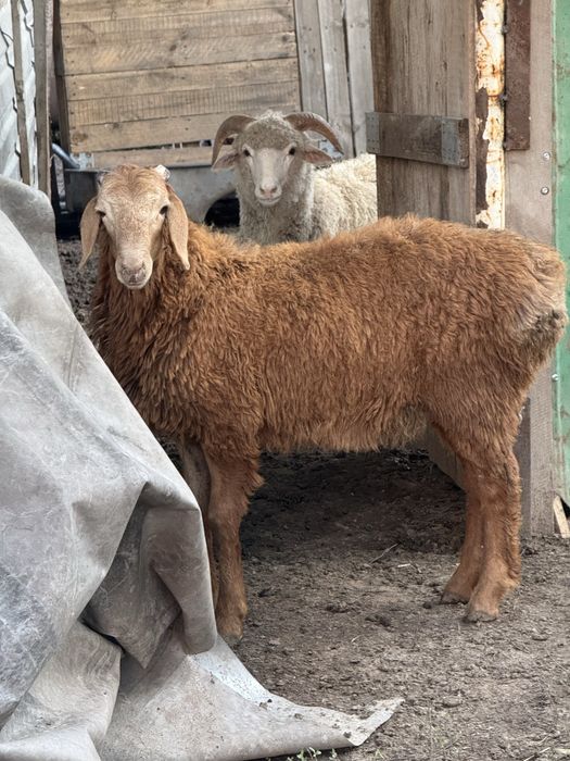 Продам баран гейсар