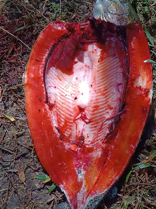 Baliq Forel bor. O'rtacha 700 gramm.