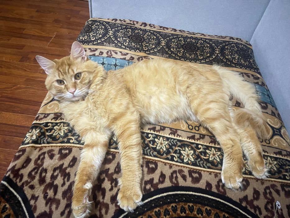 Отдам кота в хорошие руки