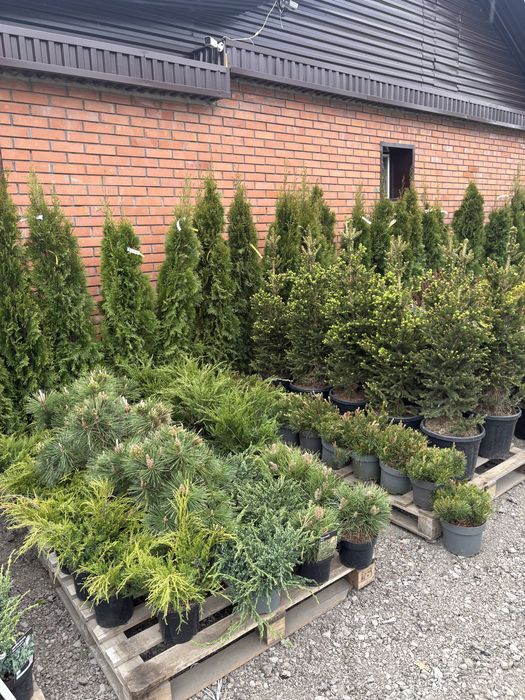 Елки туи озеленение участка